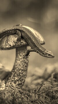 Sepia