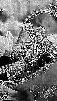 Skamielina