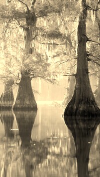 Szary + Sepia
