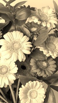 Szary + Sepia