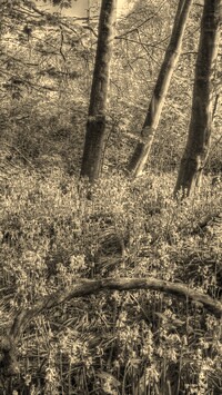 Szary + Sepia