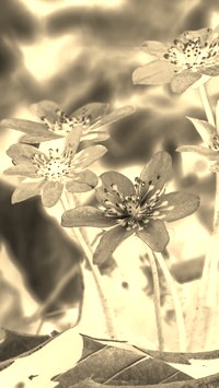 Sepia + Negatyw
