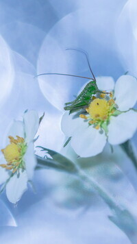 Oryginalny obrazek
