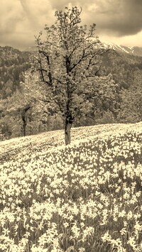 Szary + Sepia