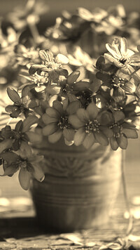 Szary + Sepia