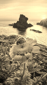 Szary + Sepia