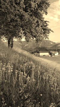 Szary + Sepia