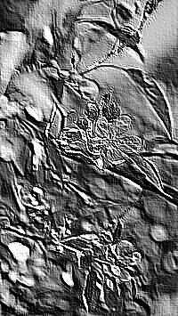 Skamielina