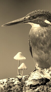 Szary + Sepia