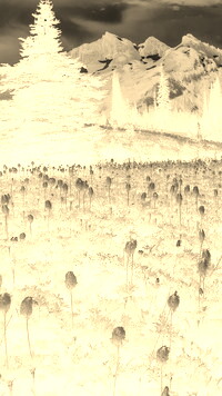 Sepia + Negatyw
