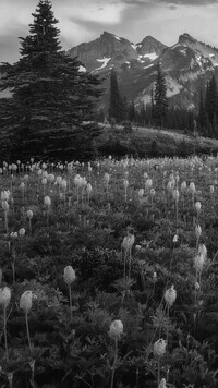 Szary