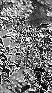 Skamielina
