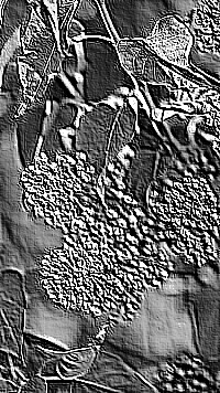 Skamielina