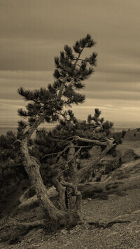 Szary + Sepia