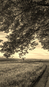 Szary + Sepia