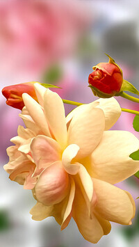 Oryginalny obrazek