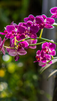 Oryginalny obrazek