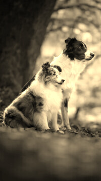Szary + Sepia