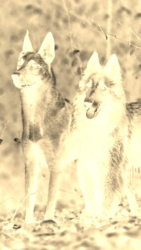 Sepia + Negatyw