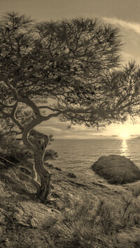 Szary + Sepia