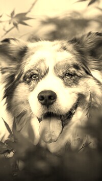Szary + Sepia