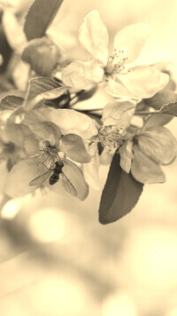 Szary + Sepia