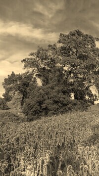 Szary + Sepia