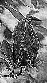 Skamielina