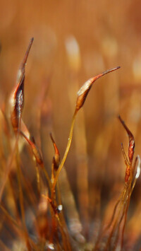 Oryginalny obrazek
