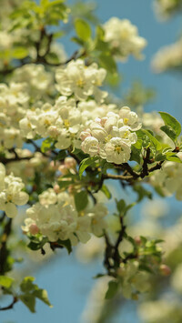 Oryginalny obrazek