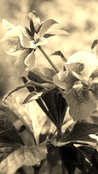 Szary + Sepia