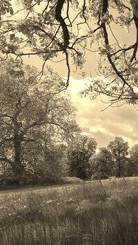Szary + Sepia