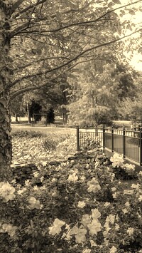 Szary + Sepia