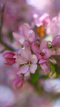 Oryginalny obrazek