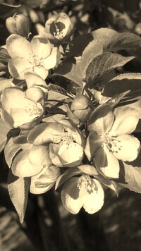 Szary + Sepia
