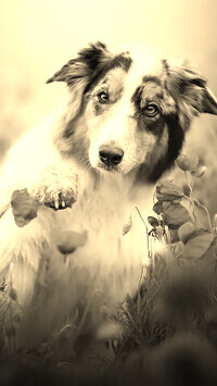 Sepia