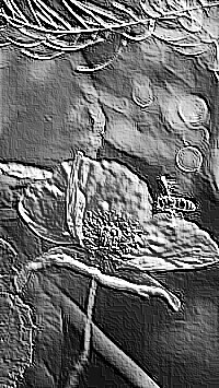 Skamielina