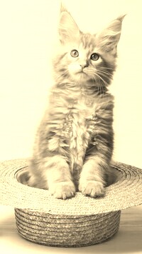 Sepia