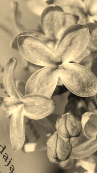 Szary + Sepia