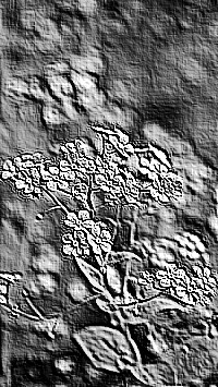 Skamielina