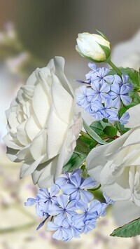 Oryginalny obrazek