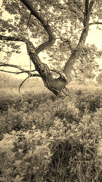 Szary + Sepia