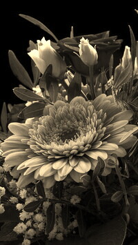 Szary + Sepia