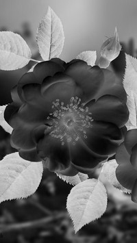 Szary + Negatyw