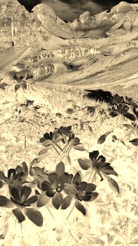 Sepia + Negatyw