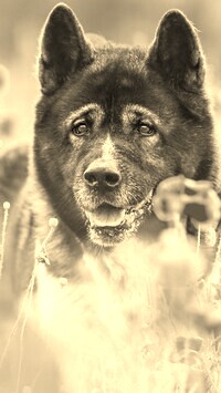 Sepia