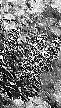 Skamielina