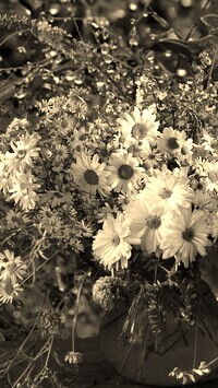 Szary + Sepia