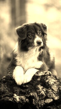 Sepia