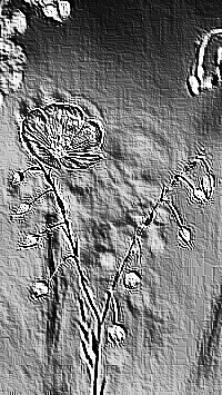 Skamielina